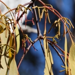 Amyema miquelii (Box Mistletoe) at Nail Can Hill - 26 Jan 2024 by KylieWaldon