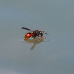 Eumeninae (subfamily) at Symonston, ACT - 27 Jan 2024 12:19 PM