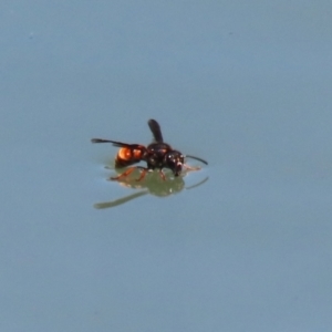 Eumeninae (subfamily) at Symonston, ACT - 27 Jan 2024 12:19 PM