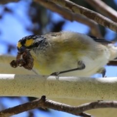 Pardalotus striatus (Striated Pardalote) at Symonston, ACT - 27 Jan 2024 by RodDeb