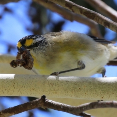 Pardalotus striatus (Striated Pardalote) at Symonston, ACT - 27 Jan 2024 by RodDeb