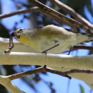 Pardalotus striatus at Symonston, ACT - 27 Jan 2024