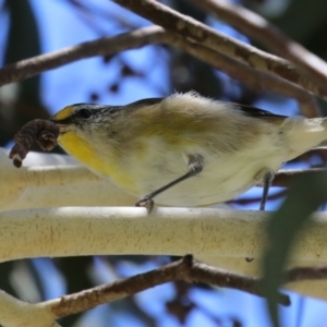 Pardalotus striatus at Symonston, ACT - 27 Jan 2024