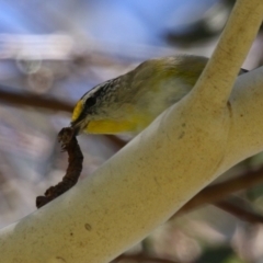 Pardalotus striatus at Symonston, ACT - 27 Jan 2024 12:29 PM