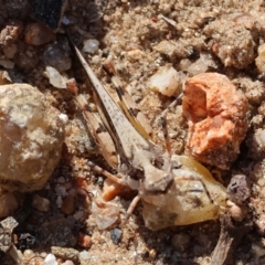 Pycnostictus sp. (genus) (A bandwing grasshopper) at Nail Can Hill - 27 Jan 2024 by KylieWaldon