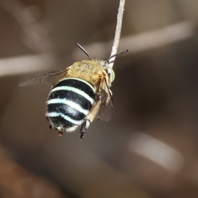 Amegilla (Notomegilla) chlorocyanea at Albury, NSW - 26 Jan 2024 by KylieWaldon