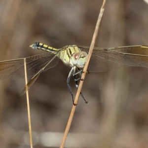 Orthetrum caledonicum at Nail Can Hill - 27 Jan 2024 09:25 AM