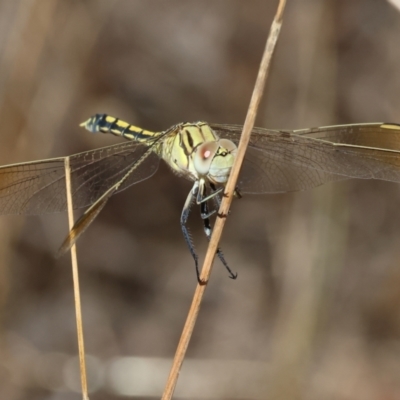 Orthetrum caledonicum at Nail Can Hill - 26 Jan 2024 by KylieWaldon