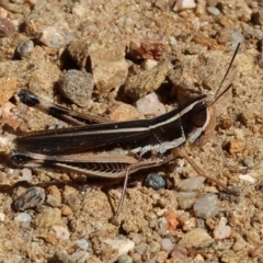 Macrotona australis (Common Macrotona Grasshopper) at Albury - 26 Jan 2024 by KylieWaldon