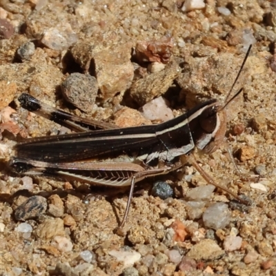 Macrotona australis (Common Macrotona Grasshopper) at Nail Can Hill - 27 Jan 2024 by KylieWaldon