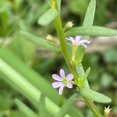Lythrum hyssopifolia (Small Loosestrife) at Uriarra Recreation Reserve - 25 Jan 2024 by JaneR