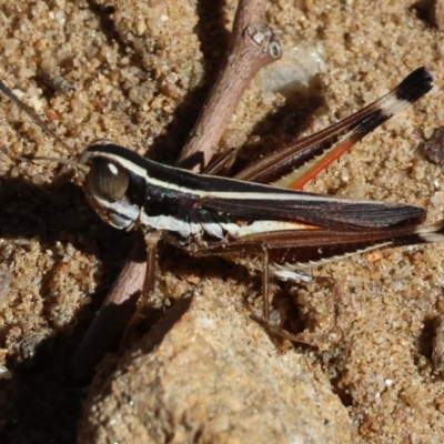 Macrotona sp. (genus) (Macrotona grasshopper) at Albury, NSW - 26 Jan 2024 by KylieWaldon