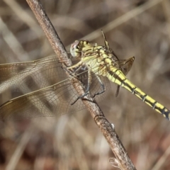 Orthetrum caledonicum at Nail Can Hill - 26 Jan 2024 by KylieWaldon