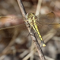 Orthetrum caledonicum at Nail Can Hill - 27 Jan 2024 09:26 AM