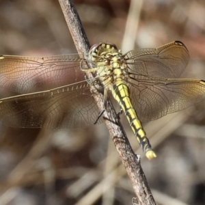 Orthetrum caledonicum at Nail Can Hill - 27 Jan 2024 09:26 AM