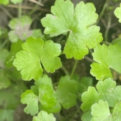 Hydrocotyle sibthorpioides (A Pennywort) at Strathnairn, ACT - 25 Jan 2024 by JaneR