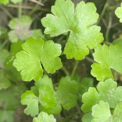 Hydrocotyle sibthorpioides (A Pennywort) at Strathnairn, ACT - 25 Jan 2024 by JaneR