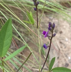 Glycine tabacina at Uriarra Recreation Reserve - 25 Jan 2024