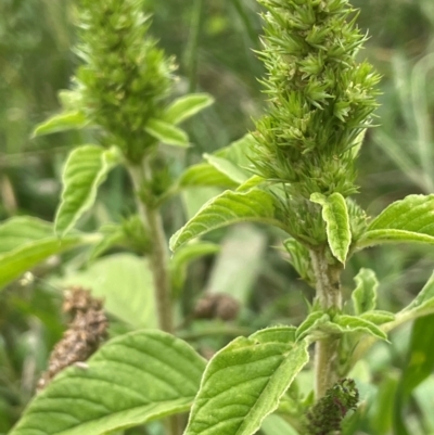 Amaranthus retroflexus (Redroot Amaranth) at Strathnairn, ACT - 25 Jan 2024 by JaneR