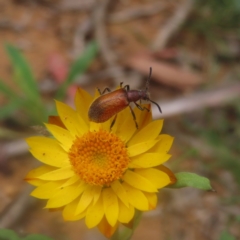 Ecnolagria grandis (Honeybrown beetle) at Monga National Park - 26 Jan 2024 by MatthewFrawley