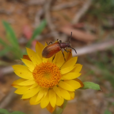 Ecnolagria grandis (Honeybrown beetle) at Monga National Park - 26 Jan 2024 by MatthewFrawley