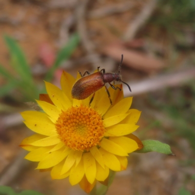 Ecnolagria grandis (Honeybrown beetle) at Monga National Park - 25 Jan 2024 by MatthewFrawley