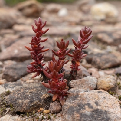 Calandrinia sp. at Sassafras, NSW - 24 Jan 2024 by RobG1