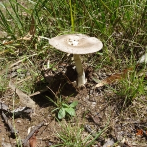 Amanita sp. at Namadgi National Park - 26 Jan 2024