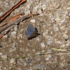 Zizina otis (Common Grass-Blue) at Namadgi National Park - 26 Jan 2024 by GirtsO