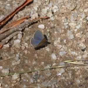 Zizina otis at Namadgi National Park - 26 Jan 2024