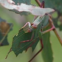 Caedicia simplex (Common Garden Katydid) at Goorooyarroo NR (ACT) - 20 Jan 2024 by betchern0t