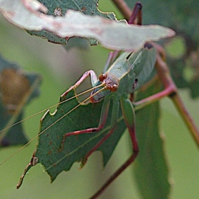 Caedicia simplex (Common Garden Katydid) at Throsby, ACT - 20 Jan 2024 by betchern0t