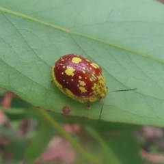 Paropsis maculata (Spotted leaf beetle) at Monga National Park - 26 Jan 2024 by MatthewFrawley