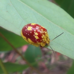 Paropsis maculata at QPRC LGA - 26 Jan 2024