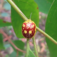 Paropsis maculata at QPRC LGA - 26 Jan 2024