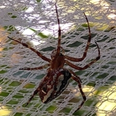 Plebs bradleyi (Enamelled spider) at Belconnen, ACT - 27 Jan 2024 by JoeG