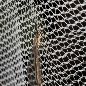 Myrmeleontidae (family) at Higgins, ACT - 25 Jan 2024