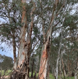 Eucalyptus rubida subsp. rubida at Hall, ACT - 20 Jan 2024