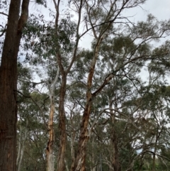 Eucalyptus rubida subsp. rubida at Hall, ACT - 20 Jan 2024