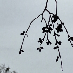 Eucalyptus rubida subsp. rubida at Hall, ACT - 20 Jan 2024