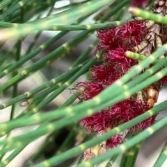 Casuarina cunninghamiana subsp. cunninghamiana (River She-Oak, River Oak) at Wallaroo, NSW - 20 Jan 2024 by strigo