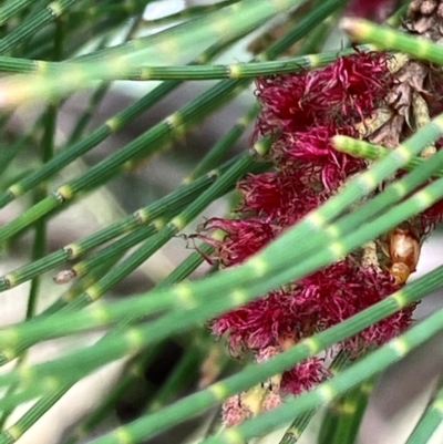 Casuarina cunninghamiana subsp. cunninghamiana (River She-Oak, River Oak) at Wallaroo, NSW - 20 Jan 2024 by strigo