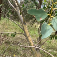 Eucalyptus stellulata (Black Sally) at Hall, ACT - 20 Jan 2024 by strigo