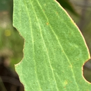 Eucalyptus stellulata at Hall, ACT - 20 Jan 2024