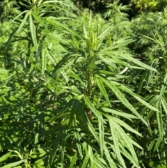Artemisia verlotiorum at QPRC LGA - 27 Jan 2024
