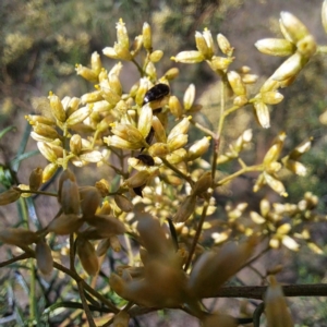 Mordellidae (family) at Justice Robert Hope Reserve (JRH) - 27 Jan 2024