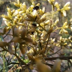 Mordellidae (family) at Justice Robert Hope Reserve (JRH) - 27 Jan 2024