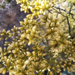 Mordellidae (family) at Justice Robert Hope Reserve (JRH) - 27 Jan 2024