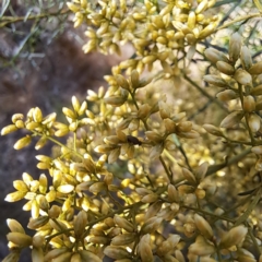 Mordellidae (family) at Justice Robert Hope Reserve (JRH) - 27 Jan 2024