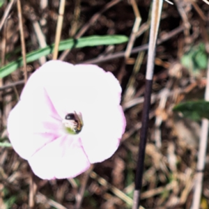 Apiformes (informal group) at Justice Robert Hope Reserve (JRH) - 27 Jan 2024